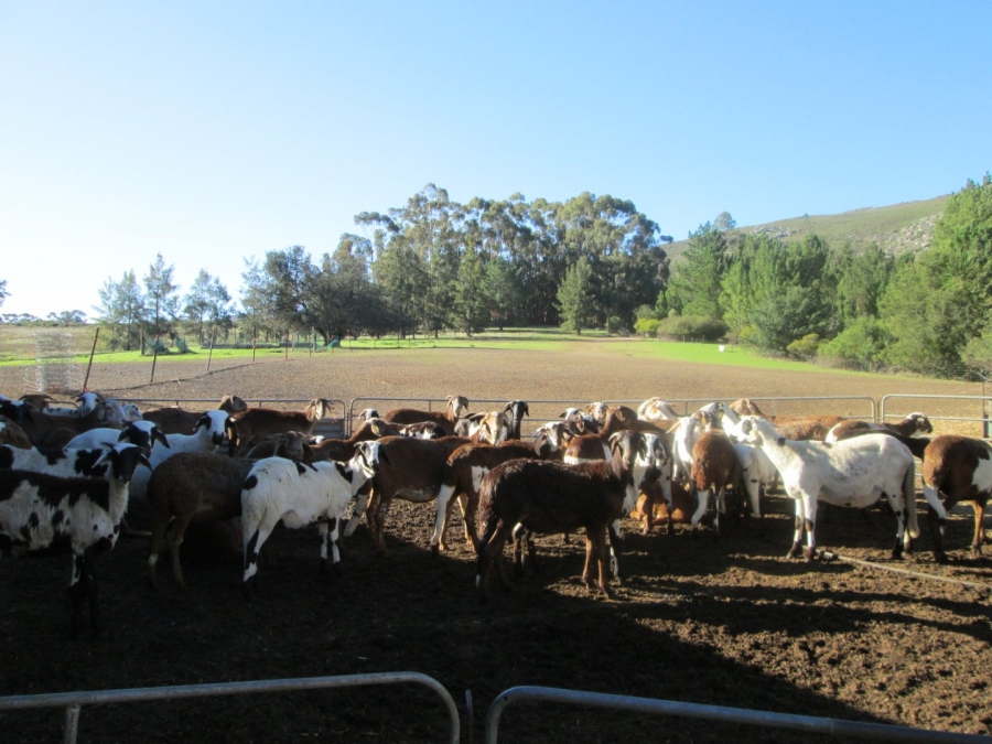  Bedroom Property for Sale in Piketberg Rural Western Cape